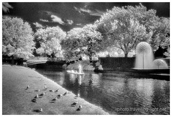 Punt on the Avon, Christchurch